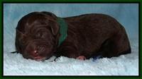 Liza Duke pups newborn 91