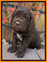 LIza Duke pups 5 wks old 251