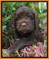 LIza Duke pups 5 wks old 261