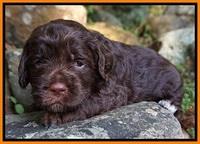 Liza Duke pups 3 wks old 161