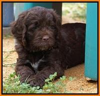 Liza Duke pups 6 wks old 361