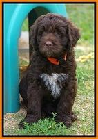 Liza Duke pups 7 wks old 361