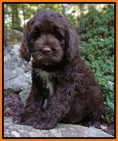 Liza Duke pups 8 wks old Org lt blue 023