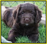 Liza Duke pups 6 wks old 421