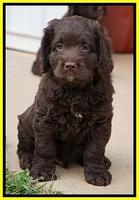 Liza Duke pups 7 wks old 391