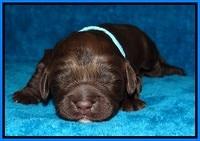 Liza Duke pups 1 wk old 151