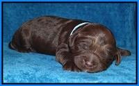 Liza Duke pups 1 wk old 171