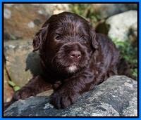 Liza Duke pups 3 wks old 251