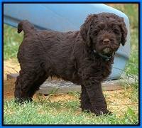 Liza Duke pups 6 wks old 461