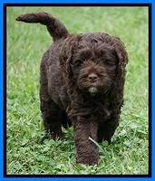 Liza Duke pups 6 wks old 471