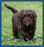 Liza Duke pups 6 wks old 491