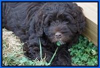 Liza Duke pups 7 wks old 431