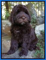 Liza Duke pups 8 wks old Org lt blue 059