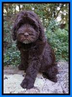 Liza Duke pups 8 wks old Org lt blue 068