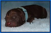 Liza Duke pups newborn 121