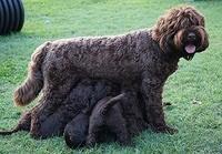 Liza Duke pups 6 wks old 511