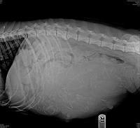 Bess Dempsey preg xray day 54