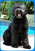 Bess pool 2013