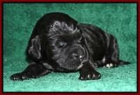 Bess Dempsey pups 1 wk old 91
