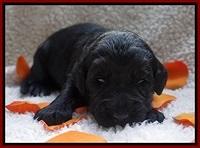Bess Dempsey pups 2 wks old 12100