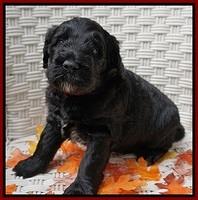 Bess Dempsey pups 4 wks old 16100