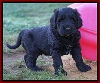 Bess Dempsey pups 5 wks old 161