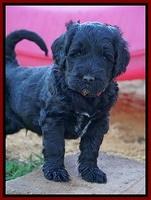 Bess Dempsey pups 5 wks old 171