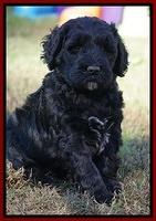 Bess Dempsey pups 7 wks old 161