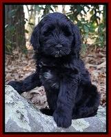 Bess Dempsey pups 8 wks old 3 117