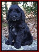 Bess Dempsey pups 8 wks old 3 137