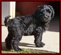 Ellie Blaze pups 7 wks old 2 026