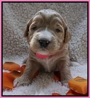 Bess Dempsey pups 2 wks old 2100