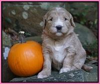 Bess Dempsey pups 3 wks old 41