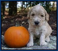 Bess Dempsey pups 3 wks old 71