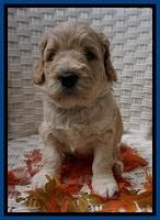 Bess Dempsey pups 4 wks old 7100