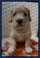 Bess Dempsey pups 4 wks old 8100