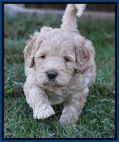 Bess Dempsey pups 5 wks old 101