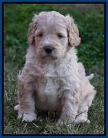 Bess Dempsey pups 5 wks old 81