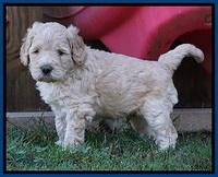 Bess Dempsey pups 5 wks old 91