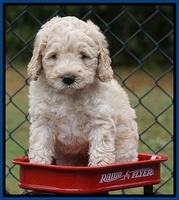 Bess Dempsey pups 6 wks old 1 118