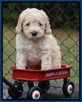 Bess Dempsey pups 6 wks old 81