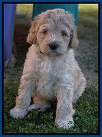 Bess Dempsey pups 7 wks old 101