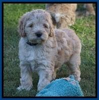 Bess Dempsey pups 7 wks old 61
