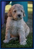 Bess Dempsey pups 7 wks old 71
