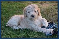 Bess Dempsey pups 7 wks old 91