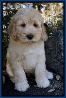 Bess Dempsey pups 8 wks old 1 075