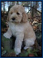 Bess Dempsey pups 8 wks old 1 086