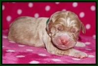 Bess Dempsey Newborn 61