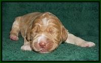 Bess Dempsey pups 1 wk old 81