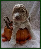 Bess Dempsey pups 2 wks old 7100